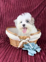 Zuko, a male Havamalt for sale in Houston, TX – Photo 4 of 4