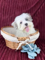 Zuko, a male Havamalt for sale in Houston, TX – Photo 2 of 4