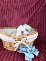 Zuko, a male Havamalt for sale in Houston, TX – Photo 3 of 4