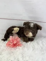 Olive, a female Havanese for sale in Houston, TX – 4 of 9