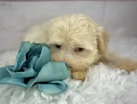 Parker, a male Havanese for sale in Houston, TX – 3 of 5