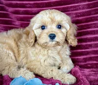 Gideon, a male Cavapoo for sale in Houston, TX – 3 of 4