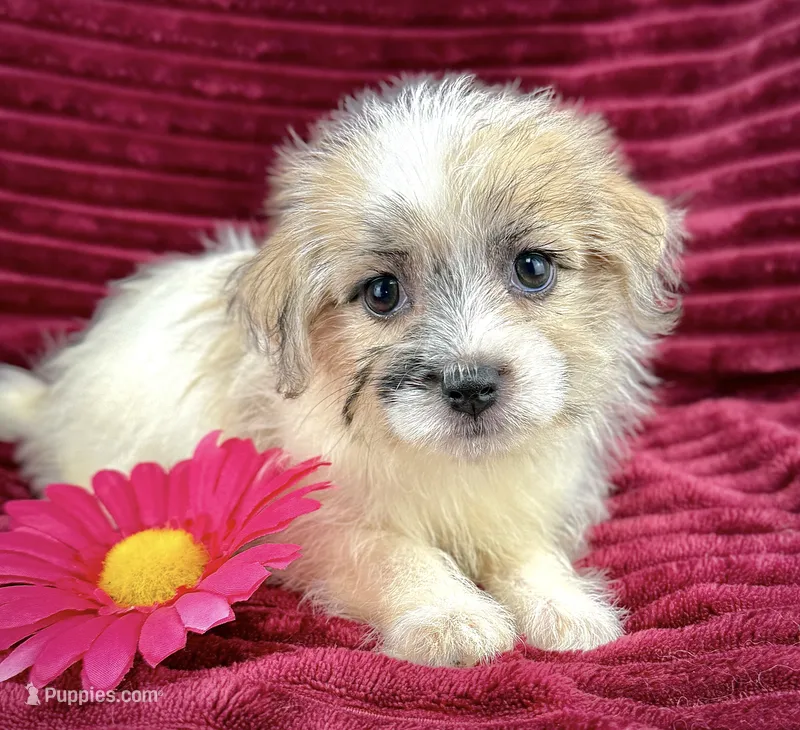 Gale – Jack Russell Terrier, Maltese puppy for sale in Houston, TX