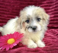 Gale, a female Jack Russell Terrier and Maltese for sale in Houston, TX – 1 of 3