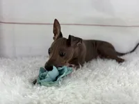 Roux, a male American Hairless Terrier for sale in Houston, TX – 7 of 7
