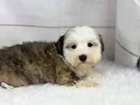 Odie, a male Havanese for sale in Houston, TX – 6 of 8