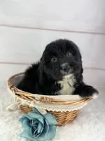 Otis, a male Miniature Aussiedoodle for sale in Houston, TX – Photo 1 of 3