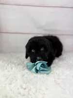 Otis, a male Miniature Aussiedoodle for sale in Houston, TX – Photo 2 of 3