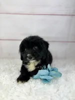 Otis, a male Miniature Aussiedoodle for sale in Houston, TX – Photo 3 of 3