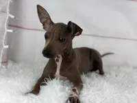 Roux, a male American Hairless Terrier for sale in Houston, TX – 2 of 7