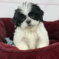 Koda, a male Shih Tzu for sale in Houston, TX – Photo 7 of 9