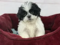 Koda, a male Shih Tzu for sale in Houston, TX – Photo 3 of 6