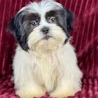 Koda, a male Shih Tzu for sale in Houston, TX – Photo 1 of 9