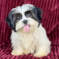 Koda, a male Shih Tzu for sale in Houston, TX – Photo 4 of 9