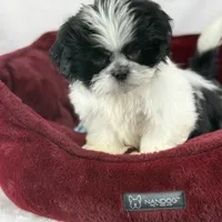 Koda, a male Shih Tzu for sale in Houston, TX – Photo 9 of 9