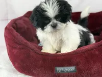 Koda, a male Shih Tzu for sale in Houston, TX – Photo 5 of 6