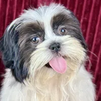 Koda, a male Shih Tzu for sale in Houston, TX – Photo 2 of 9