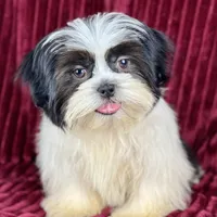Koda, a male Shih Tzu for sale in Houston, TX – Photo 5 of 9