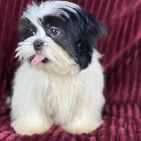 Koda, a male Shih Tzu for sale in Houston, TX – Photo 3 of 9