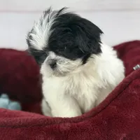 Koda, a male Shih Tzu for sale in Houston, TX – Photo 8 of 9