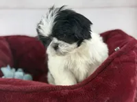 Koda, a male Shih Tzu for sale in Houston, TX – Photo 4 of 6