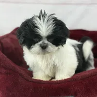 Koda, a male Shih Tzu for sale in Houston, TX – Photo 6 of 9