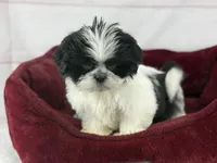 Koda, a male Shih Tzu for sale in Houston, TX – Photo 2 of 6