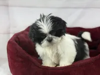 Koda, a male Shih Tzu for sale in Houston, TX – Photo 1 of 6