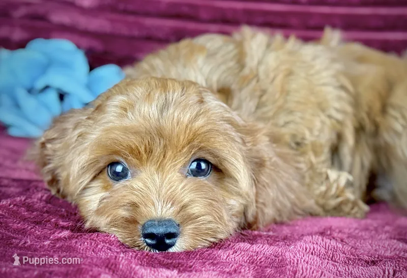 Tobias – Cavapoo puppy for sale in Houston, TX
