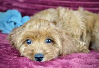 Tobias, a male Cavapoo for sale in Houston, TX – 1 of 5