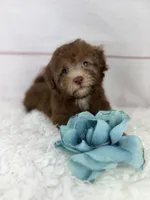 Jax, a male Havapoo for sale in Houston, TX – 2 of 4