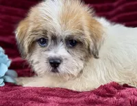 Ronan, a male Jack Russell Terrier and Maltese for sale in Houston, TX – 2 of 6