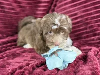 Gator, a male Havanese for sale in Houston, TX – 3 of 8