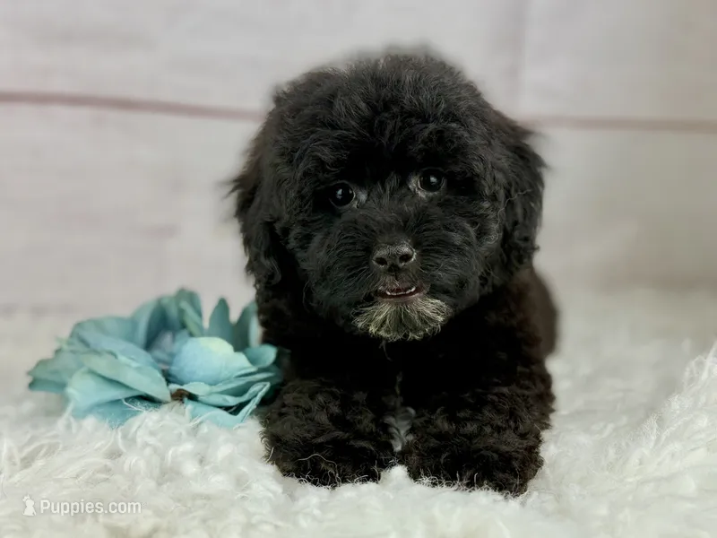 Bear – Poochon puppy for sale in Houston, TX