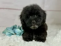 Bear, a male Poochon for sale in Houston, TX – 1 of 6
