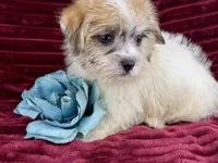 Ronan, a male Jack Russell Terrier and Maltese for sale in Houston, TX – 4 of 6