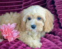 Ruthie, a female Cavapoo for sale in Houston, TX – 4 of 4