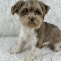 Hazel, a female Havanese for sale in Houston, TX – Photo 2 of 2