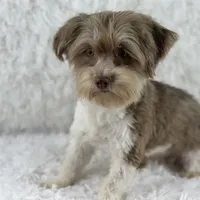 Hazel, a female Havanese for sale in Houston, TX – Photo 1 of 2