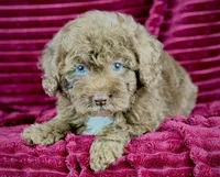 Mickey, a male Poodle - Miniature  for sale in Houston, TX – 2 of 3