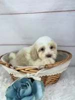 Chief, a male Havapoo for sale in Houston, TX – 5 of 5