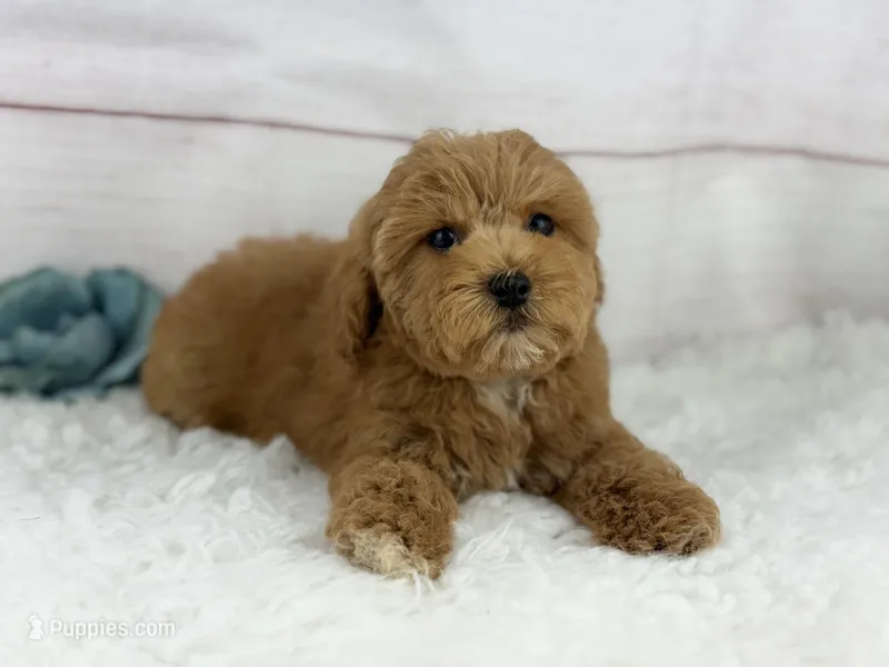 Frankie – Maltipoo puppy for sale in Houston, TX