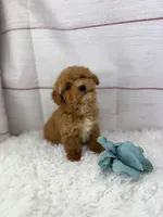 Junior, a male Maltipoo for sale in Houston, TX – Photo 2 of 4