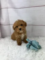 Junior, a male Maltipoo for sale in Houston, TX – Photo 1 of 4