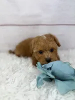 Junior, a male Maltipoo for sale in Houston, TX – Photo 3 of 4