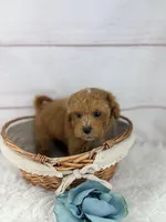 Junior, a male Maltipoo for sale in Houston, TX – Photo 4 of 4