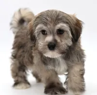 Berkley, a male Havanese for sale in Houston, TX – 4 of 5