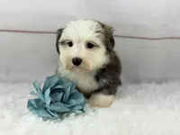 Odie, a male Havanese for sale in Houston, TX – 5 of 8
