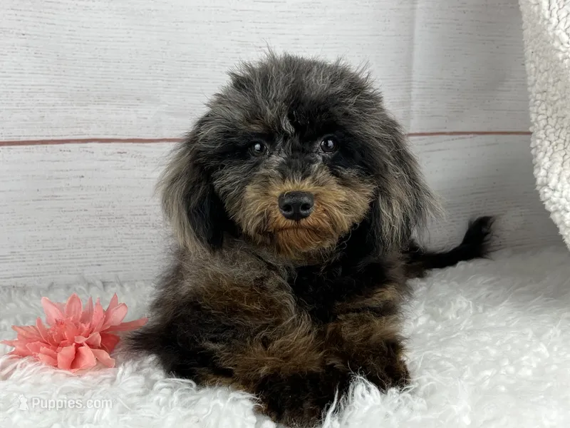 Hope – Cavapoo puppy for sale in Houston, TX