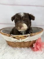 Olive, a female Havanese for sale in Houston, TX – 7 of 9